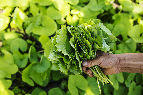 포토 JPG 주간 손 식재료 들기 야외 신체부위 농작물 특산물 강원도 봄나물 인제군 곰취 제철음식 산나물 국내포토 자연요소 음식 농업 채소 모션 한국 사람 나물 제철 파일형식