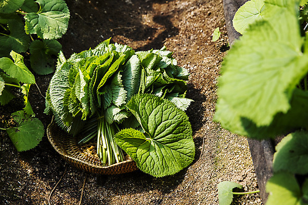 포토 JPG 주간 식재료 사람없음 야외 농작물 소쿠리 흙 소프트포커스 담기 특산물 강원도 땅바닥 봄나물 인제군 곰취 제철음식 산나물 국내포토 자연요소 음식 농업 채소 모션 바닥 한국 촬영기법 바구니 나물 제철 파일형식