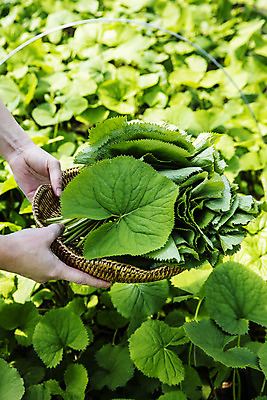 포토 JPG 주간 손 식재료 들기 야외 신체부위 농작물 소쿠리 담기 특산물 강원도 봄나물 인제군 곰취 제철음식 산나물 국내포토 자연요소 음식 농업 채소 모션 한국 사람 바구니 나물 제철 파일형식