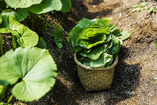 포토 JPG 주간 식재료 사람없음 야외 농작물 소쿠리 흙 담기 특산물 강원도 땅바닥 봄나물 인제군 곰취 제철음식 산나물 국내포토 자연요소 음식 농업 채소 모션 바닥 한국 바구니 나물 제철 파일형식