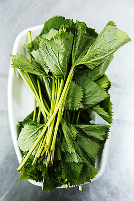 포토 JPG 그릇 식재료 회색배경 실내 사람없음 하이앵글 담기 특산물 강원도 봄나물 인제군 곰취 제철음식 산나물 국내포토 식기 음식 뷰포인트 백그라운드 채소 모션 한국 내부 회색 나물 제철 파일형식