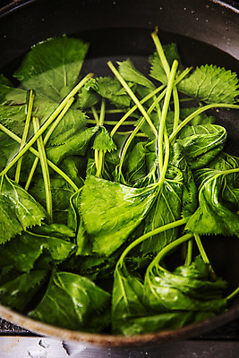 포토 JPG 접시 식재료 실내 사람없음 물 담기 특산물 강원도 봄나물 인제군 곰취 제철음식 산나물 국내포토 자연요소 식기 음식 채소 모션 한국 내부 나물 제철 파일형식