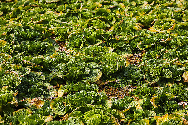 포토 JPG 주간 밭 채소 사람없음 야외 전라남도 특산물 진도 봄동 국내포토 자연요소 농업 전라도 파일형식