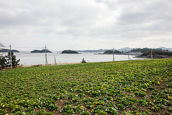 포토 JPG 주간 바다 섬 밭 채소 하늘 풍경 사람없음 야외 전라남도 특산물 진도 봄동 국내포토 자연요소 농업 전라도 파일형식