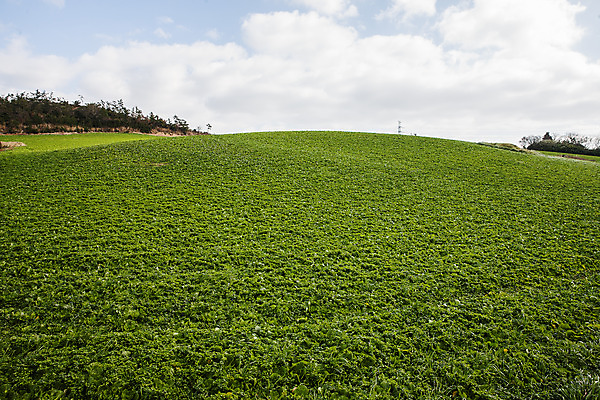 포토 JPG 주간 구름 밭 채소 하늘 풍경 사람없음 야외 전라남도 특산물 진도 봄동 국내포토 자연요소 농업 전라도 파일형식