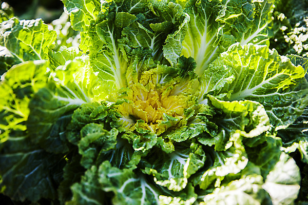 포토 JPG 주간 채소 근접촬영 사람없음 야외 전라남도 특산물 진도 봄동 국내포토 자연요소 뷰포인트 전라도 파일형식