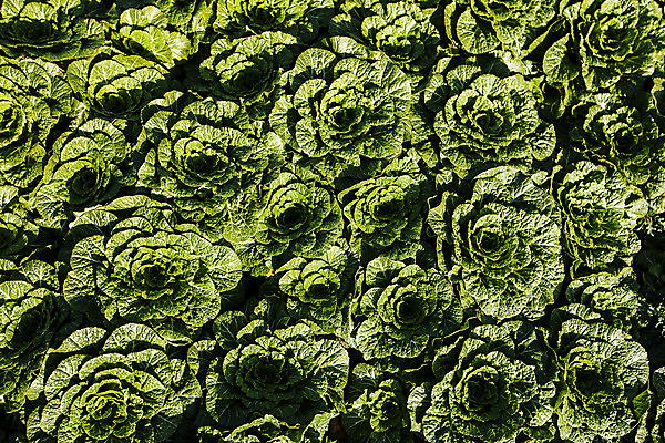 포토 JPG 주간 채소 사람없음 야외 하이앵글 전라남도 특산물 진도 봄동 국내포토 자연요소 뷰포인트 전라도 파일형식