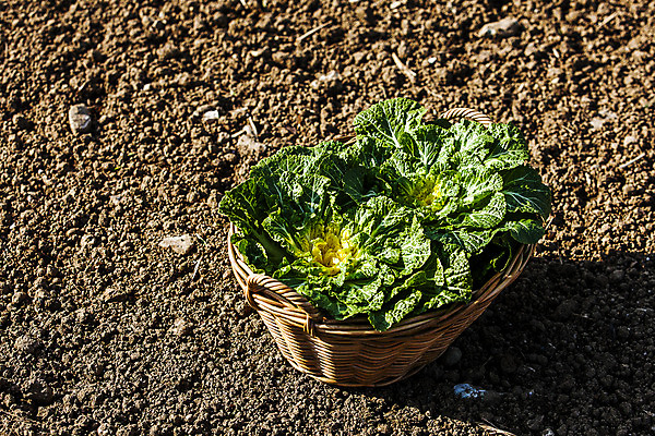포토 JPG 주간 채소 그림자 사람없음 야외 소쿠리 흙 전라남도 담기 특산물 땅바닥 진도 봄동 국내포토 자연요소 모션 바닥 바구니 전라도 파일형식