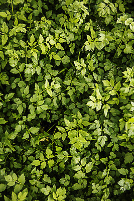 포토 JPG 주간 채소 식재료 사람없음 야외 하이앵글 특산물 강원도 미나리 평창 국내포토 자연요소 뷰포인트 한국 파일형식