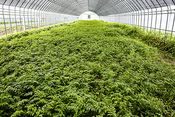 포토 JPG 주간 밭 채소 식재료 실내 사람없음 특산물 강원도 비닐하우스 미나리 평창 국내포토 자연요소 농업 한국 내부 파일형식