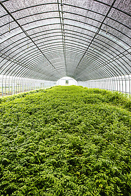 포토 JPG 주간 밭 채소 식재료 실내 사람없음 특산물 강원도 비닐하우스 미나리 평창 국내포토 자연요소 농업 한국 내부 파일형식