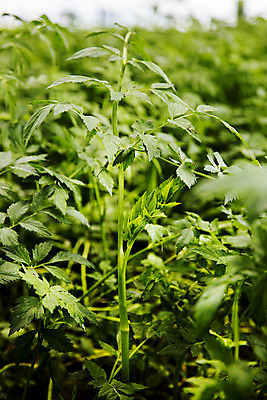 포토 JPG 주간 채소 식재료 사람없음 야외 아웃포커스 특산물 강원도 미나리 평창 국내포토 자연요소 한국 촬영기법 파일형식