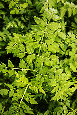 포토 JPG 주간 채소 식재료 근접촬영 사람없음 야외 특산물 강원도 미나리 평창 국내포토 자연요소 뷰포인트 한국 파일형식