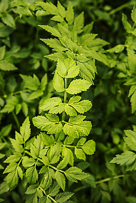 포토 JPG 주간 채소 식재료 근접촬영 사람없음 야외 특산물 강원도 미나리 평창 국내포토 자연요소 뷰포인트 한국 파일형식