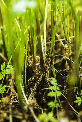 포토 JPG 주간 채소 식재료 근접촬영 사람없음 야외 흙 소프트포커스 특산물 뿌리 강원도 미나리 평창 국내포토 자연요소 뷰포인트 한국 촬영기법 파일형식
