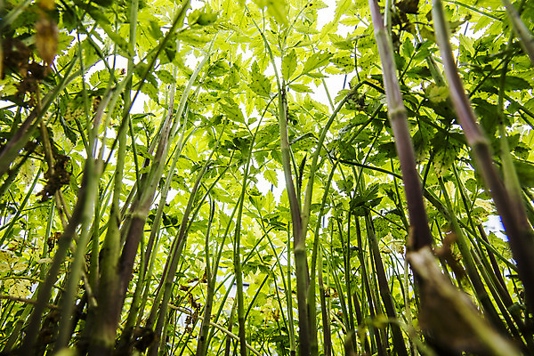 포토 JPG 주간 로우앵글 채소 식재료 사람없음 야외 특산물 강원도 미나리 평창 국내포토 자연요소 뷰포인트 한국 파일형식