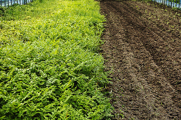 포토 JPG 주간 밭 채소 식재료 자연 실내 사람없음 흙 특산물 강원도 비닐하우스 미나리 평창 국내포토 자연요소 농업 한국 내부 생태계 파일형식