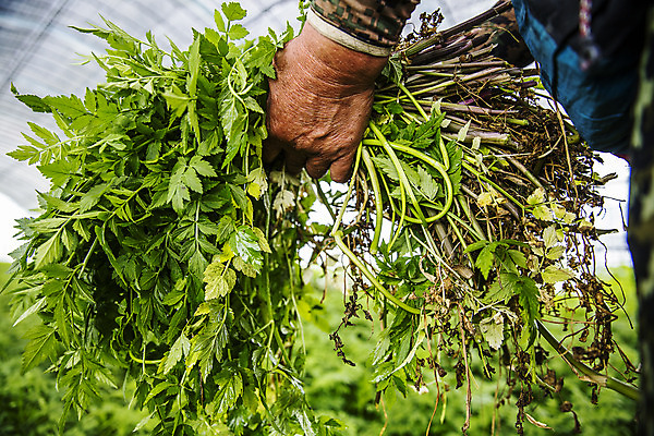 포토 JPG 주간 손 채소 식재료 실내 들기 아웃포커스 신체부위 특산물 강원도 비닐하우스 미나리 평창 국내포토 자연요소 농업 모션 한국 촬영기법 사람 내부 파일형식