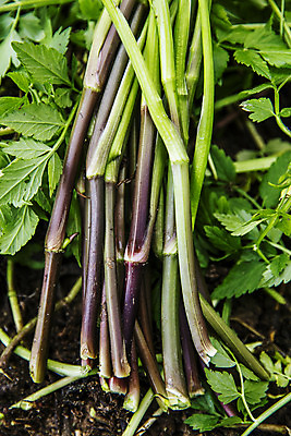 포토 JPG 주간 채소 식재료 근접촬영 사람없음 야외 특산물 뿌리 강원도 미나리 평창 국내포토 자연요소 뷰포인트 한국 파일형식