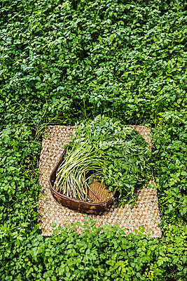 포토 JPG 주간 채소 식재료 사람없음 야외 소쿠리 담기 특산물 강원도 미나리 멍석 평창 국내포토 자연요소 모션 한국 바구니 파일형식