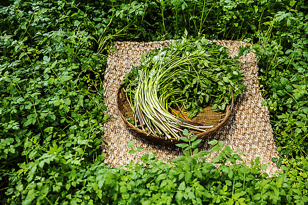 포토 JPG 주간 채소 식재료 사람없음 야외 소쿠리 담기 특산물 강원도 미나리 멍석 평창 국내포토 자연요소 모션 한국 바구니 파일형식
