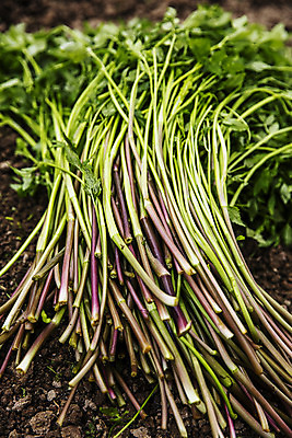 포토 JPG 주간 채소 식재료 사람없음 야외 흙 특산물 뿌리 강원도 미나리 평창 국내포토 자연요소 한국 파일형식