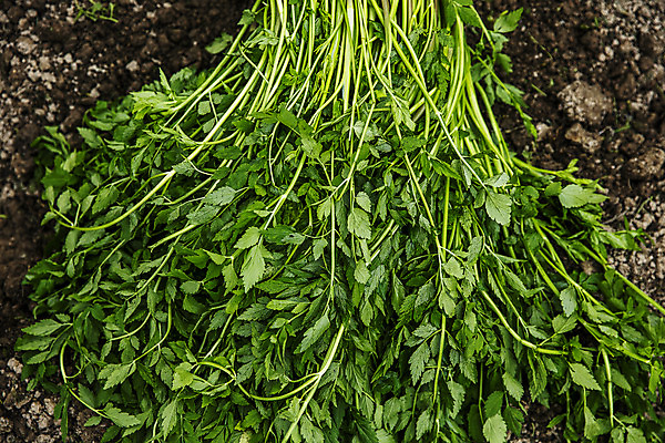 포토 JPG 주간 채소 식재료 사람없음 야외 흙 특산물 강원도 미나리 땅바닥 평창 국내포토 자연요소 바닥 한국 파일형식