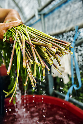 포토 JPG 주간 손 채소 식재료 실내 들기 신체부위 물방울 씻기 특산물 뿌리 강원도 비닐하우스 미나리 평창 국내포토 자연요소 농업 모션 한국 사람 내부 청결 파일형식