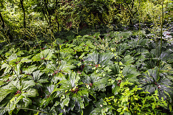 포토 JPG 주간 채소 식재료 사람없음 야외 숲 특산물 강원도 참나물 화천 국내포토 자연요소 한국 나물 파일형식