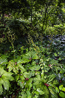 포토 JPG 주간 채소 식재료 사람없음 야외 숲 특산물 강원도 참나물 화천 국내포토 자연요소 한국 나물 파일형식