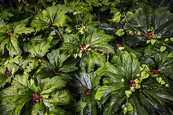 포토 JPG 주간 채소 식재료 사람없음 야외 숲 특산물 강원도 참나물 화천 국내포토 자연요소 한국 나물 파일형식