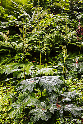 포토 JPG 주간 채소 식재료 사람없음 야외 숲 특산물 강원도 참나물 화천 국내포토 자연요소 한국 나물 파일형식