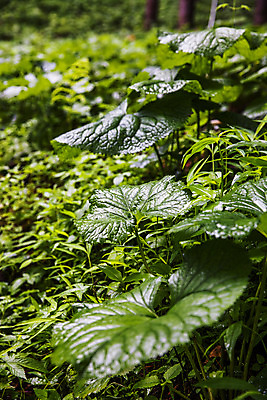 포토 JPG 주간 채소 식재료 근접촬영 사람없음 야외 숲 특산물 강원도 참나물 화천 국내포토 자연요소 뷰포인트 한국 나물 파일형식