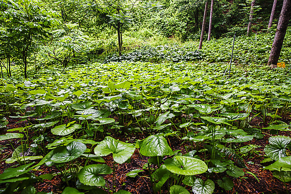 포토 JPG 주간 채소 식재료 사람없음 야외 숲 특산물 강원도 참나물 화천 국내포토 자연요소 한국 나물 파일형식