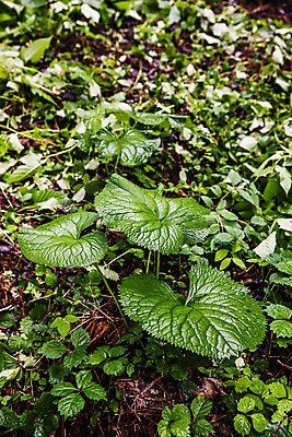 포토 JPG 주간 채소 식재료 사람없음 야외 숲 특산물 강원도 참나물 화천 국내포토 자연요소 한국 나물 파일형식