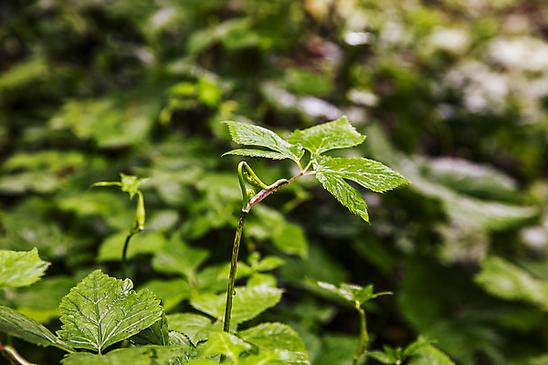 포토 JPG 주간 채소 식재료 근접촬영 사람없음 야외 아웃포커스 특산물 강원도 참나물 화천 국내포토 자연요소 뷰포인트 한국 촬영기법 나물 파일형식