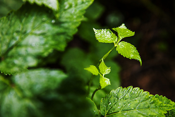 포토 JPG 주간 채소 식재료 근접촬영 사람없음 야외 소프트포커스 특산물 강원도 참나물 화천 국내포토 자연요소 뷰포인트 한국 촬영기법 나물 파일형식
