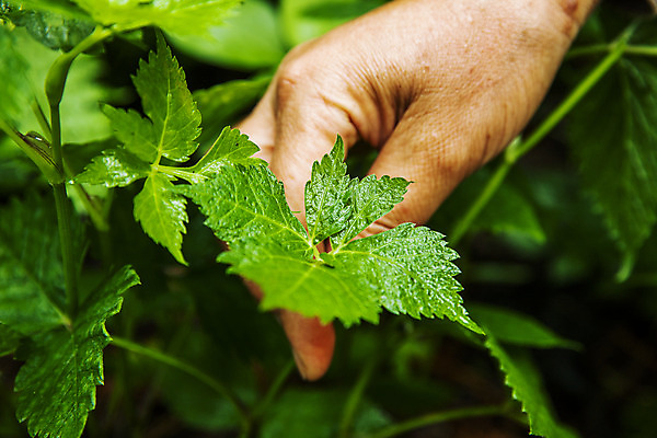 포토 JPG 주간 손 채소 식재료 근접촬영 야외 신체부위 잡기 특산물 강원도 참나물 화천 국내포토 자연요소 뷰포인트 모션 한국 사람 나물 파일형식