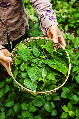 포토 JPG 주간 손 채소 식재료 한명 들기 사람 상반신 야외 앞모습 소쿠리 담기 특산물 강원도 참나물 화천 국내포토 자연요소 1 뷰포인트 모션 한국 신체부위 바구니 나물 파일형식