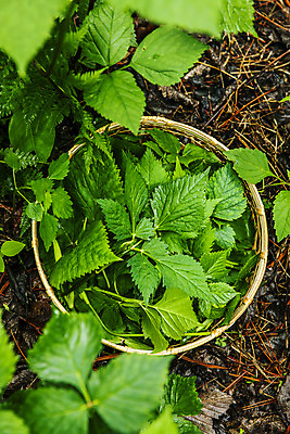 포토 JPG 주간 채소 식재료 사람없음 야외 하이앵글 소쿠리 담기 특산물 강원도 참나물 화천 국내포토 자연요소 뷰포인트 모션 한국 바구니 나물 파일형식