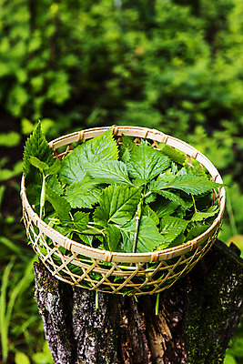 포토 JPG 주간 채소 식재료 사람없음 야외 아웃포커스 소쿠리 담기 특산물 강원도 참나물 화천 국내포토 자연요소 모션 한국 촬영기법 바구니 나물 파일형식