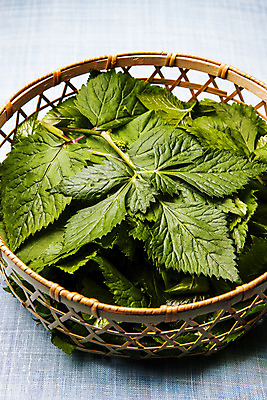 포토 JPG 채소 식재료 실내 사람없음 소쿠리 담기 특산물 강원도 참나물 화천 국내포토 모션 한국 내부 바구니 나물 파일형식