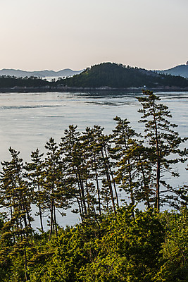 포토 JPG 주간 나무 바다 섬 사람없음 야외 소나무 전라남도 진도 국내포토 자연요소 식물 전라도 파일형식