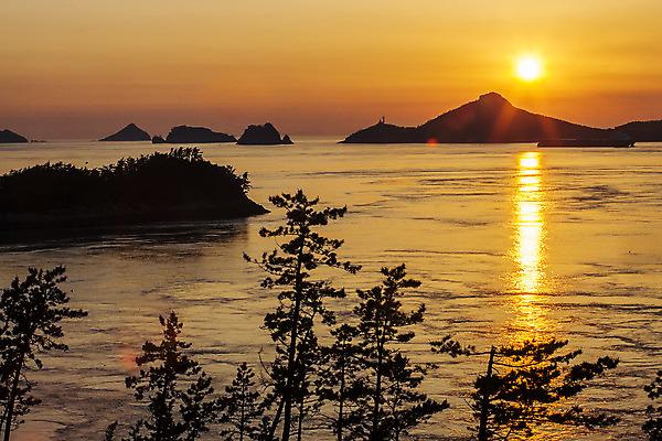 포토 JPG 주간 나무 바다 섬 사람없음 야외 태양 일몰 전라남도 진도 국내포토 자연요소 식물 노을 전라도 파일형식