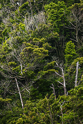 포토 JPG 주간 나무 섬 사람없음 야외 숲 전라남도 서해 진도 국내포토 자연요소 식물 바다 전라도 파일형식