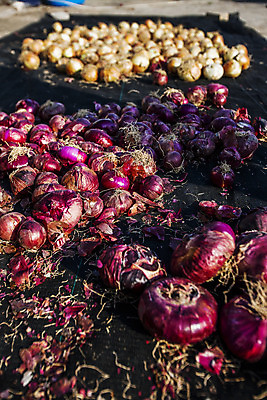 포토 JPG 주간 섬 채소 양파 사람없음 야외 농작물 전라남도 적양파 진도 국내포토 자연요소 농업 전라도 파일형식