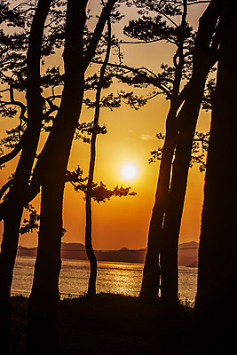 포토 JPG 주간 실루엣 바다 섬 하늘 사람없음 야외 태양 일몰 소나무 전라남도 서해 진도 국내포토 자연요소 나무 촬영기법 노을 전라도 파일형식