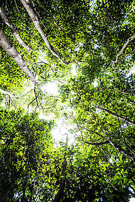 포토 JPG 주간 나무 로우앵글 사람없음 야외 숲 전라남도 진도 국내포토 자연요소 식물 뷰포인트 전라도 파일형식