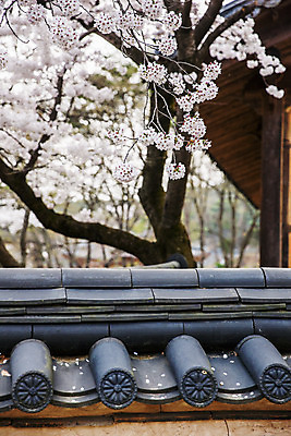 포토 JPG 주간 한국 풍경 사람없음 야외 봄 벚꽃 사찰 충청남도 국내여행 기와담장 국내포토 자연요소 계절 꽃 아시아 여행 종교건축 기와 담장 충청도 파일형식