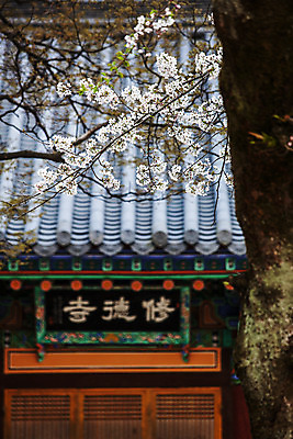 포토 JPG 주간 한국 풍경 사람없음 야외 봄 벚꽃 사찰 충청남도 기와지붕 국내여행 현판 국내포토 자연요소 계절 꽃 아시아 여행 종교건축 지붕 기와 충청도 파일형식